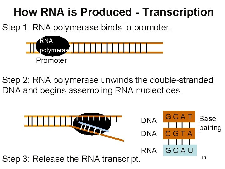 How RNA is Produced - Transcription Step 1: RNA polymerase binds to promoter. RNA
