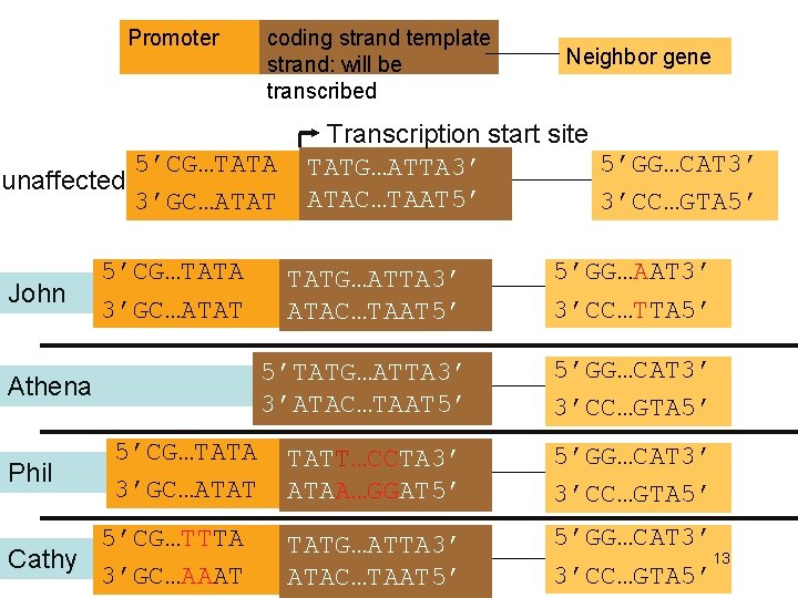 Promoter coding strand template strand: will be transcribed 5’CG…TATA unaffected 3’GC…ATAT John 5’CG…TATA 3’GC…ATAT