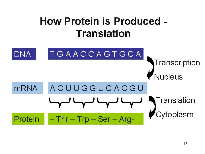How Protein is Produced Translation DNA T G A A C C A G