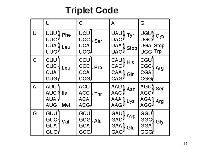 Triplet Code U C A G U UUU Phe UUC UUA Leu UUG UCU