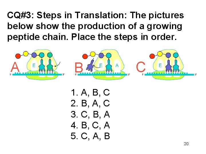 CQ#3: Steps in Translation: The pictures below show the production of a growing peptide