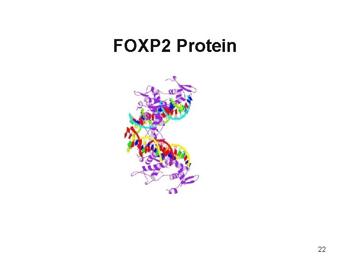 FOXP 2 Protein 22 
