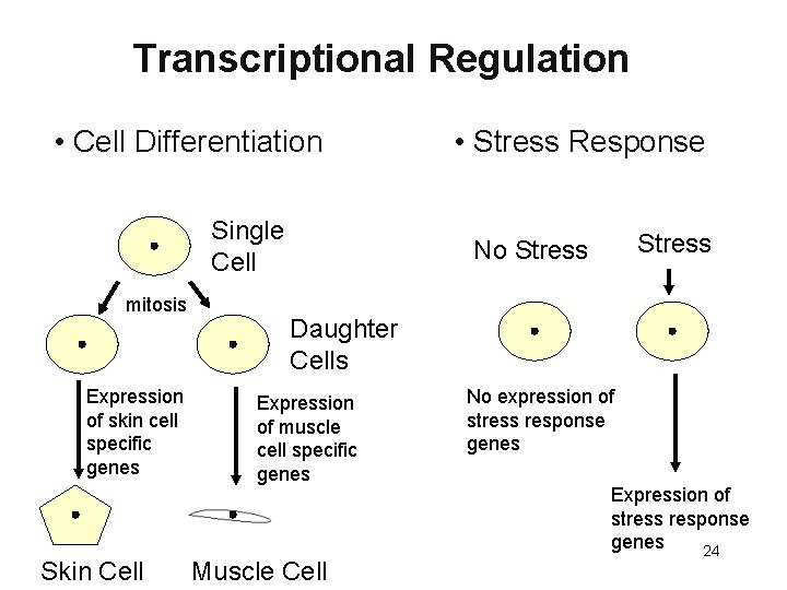 Transcriptional Regulation • Cell Differentiation Single Cell mitosis Expression of skin cell specific genes