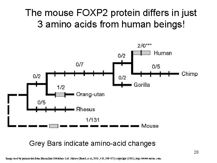 The mouse FOXP 2 protein differs in just 3 amino acids from human beings!