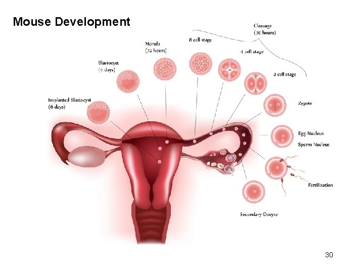 Mouse Development 30 