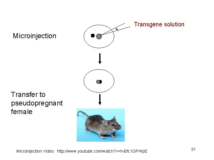  Transgene solution Microinjection Transfer to pseudopregnant female Microinjection Video http: //www. youtube. com/watch?