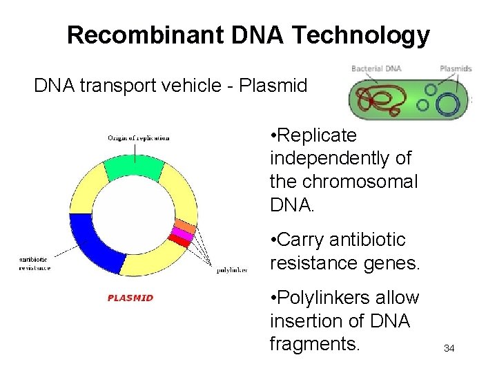 Recombinant DNA Technology DNA transport vehicle - Plasmid • Replicate independently of the chromosomal