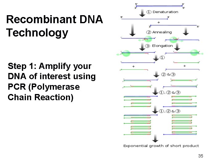 Recombinant DNA Technology Step 1: Amplify your DNA of interest using PCR (Polymerase Chain
