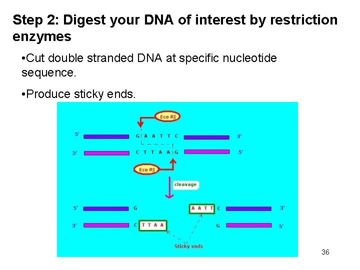 Step 2: Digest your DNA of interest by restriction enzymes • Cut double stranded