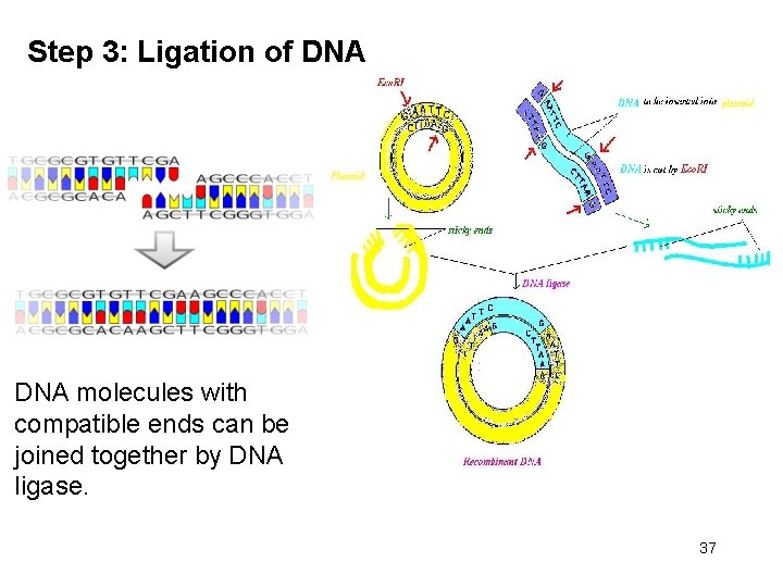 Step 3: Ligation of DNA molecules with compatible ends can be joined together by