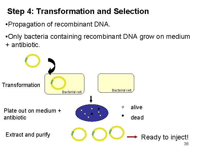 Step 4: Transformation and Selection • Propagation of recombinant DNA. • Only bacteria containing