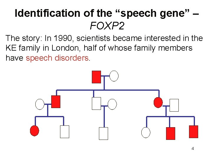 Identification of the “speech gene” – FOXP 2 The story: In 1990, scientists became