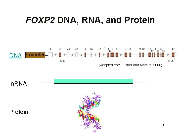 FOXP 2 DNA, RNA, and Protein DNA Promoter (Adapted from Fisher and Marcus, 2006)