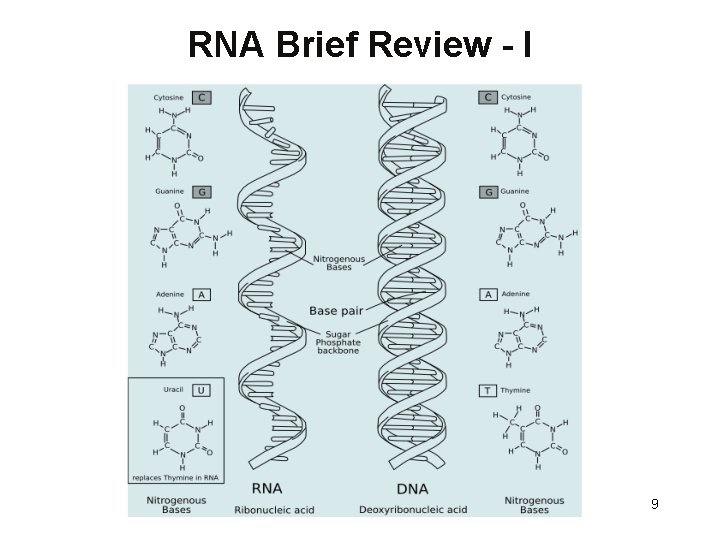 RNA Brief Review - I 9 