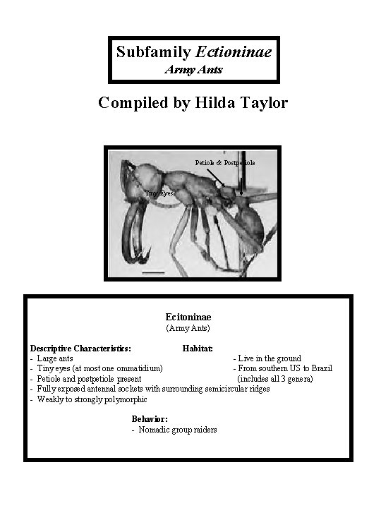 Subfamily Ectioninae Army Ants Compiled by Hilda Taylor Petiole & Postpetiole Tiny Eyes Ecitoninae