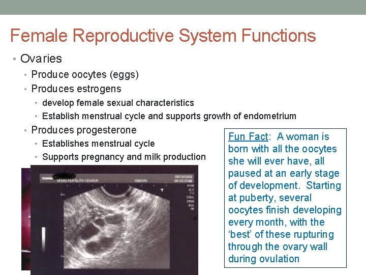 Female Reproductive System Functions • Ovaries • Produce oocytes (eggs) • Produces estrogens •