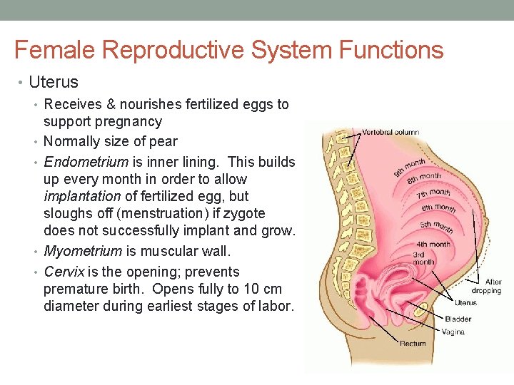Female Reproductive System Functions • Uterus • Receives & nourishes fertilized eggs to support