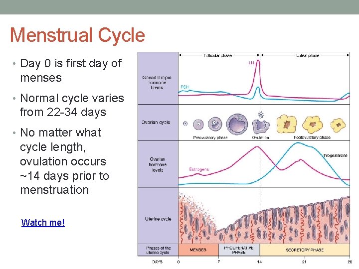 Menstrual Cycle • Day 0 is first day of menses • Normal cycle varies