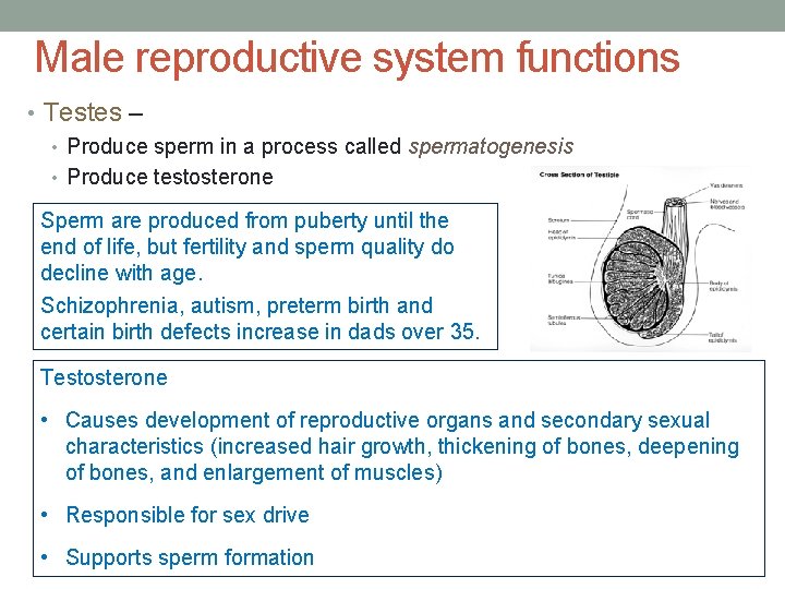 Male reproductive system functions • Testes – • Produce sperm in a process called