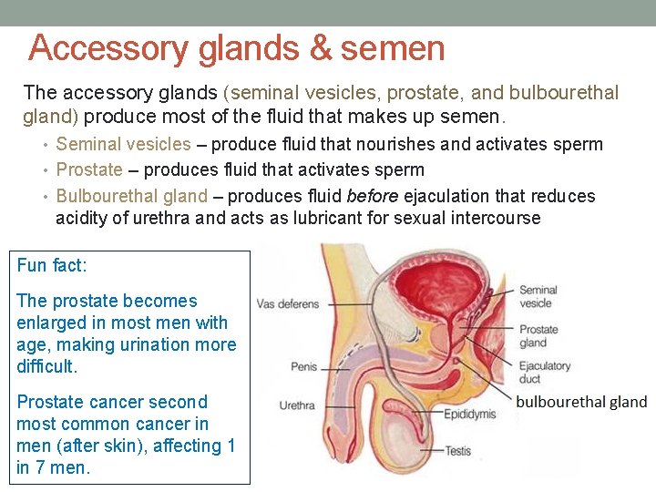 Accessory glands & semen The accessory glands (seminal vesicles, prostate, and bulbourethal gland) produce