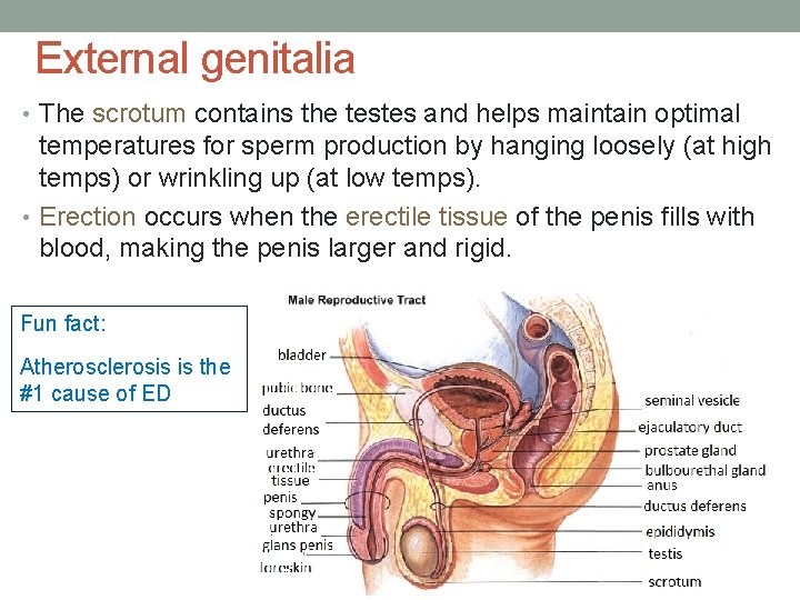 External genitalia • The scrotum contains the testes and helps maintain optimal temperatures for