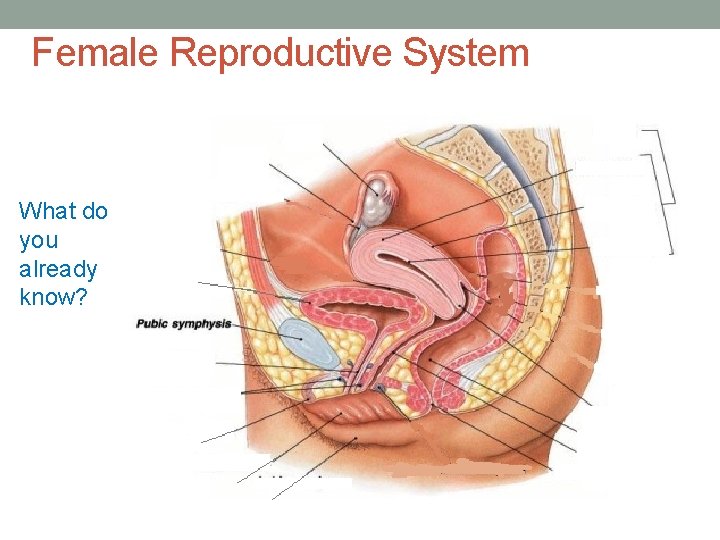 Female Reproductive System What do you already know? 