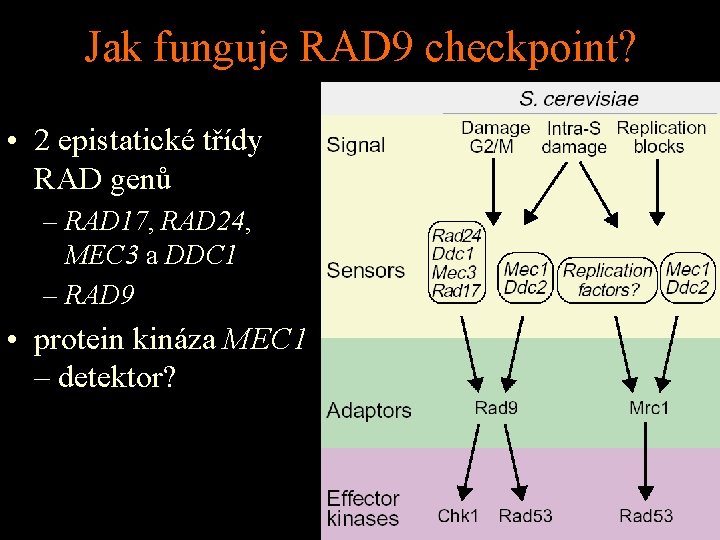 Jak funguje RAD 9 checkpoint? • 2 epistatické třídy RAD genů – RAD 17,
