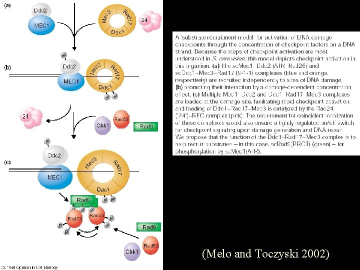 (Melo and Toczyski 2002) 