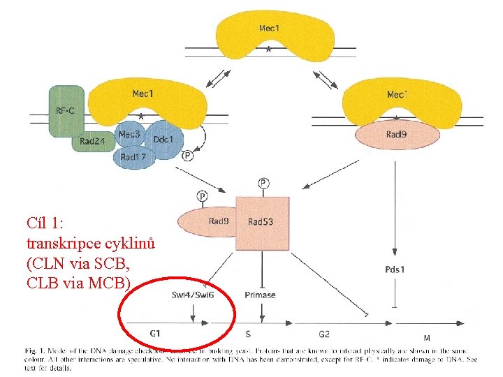 Cíl 1: transkripce cyklinů (CLN via SCB, CLB via MCB) 