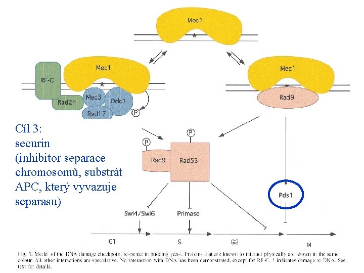 Cíl 3: securin (inhibitor separace chromosomů, substrát APC, který vyvazuje separasu) 