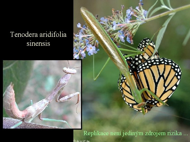 Tenodera aridifolia sinensis Replikace není jediným zdrojem rizika. . . 