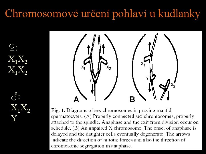 Chromosomové určení pohlaví u kudlanky ♀: X 1 X 2 ♂: X 1 X