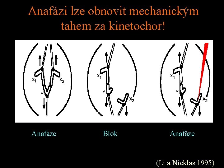 Anafázi lze obnovit mechanickým tahem za kinetochor! Anafáze Blok Anafáze (Li a Nicklas 1995)