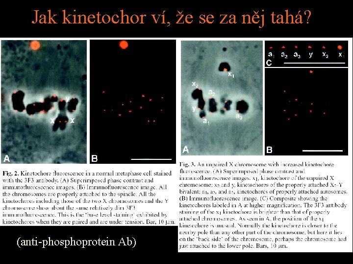 Jak kinetochor ví, že se za něj tahá? (anti-phosphoprotein Ab) 