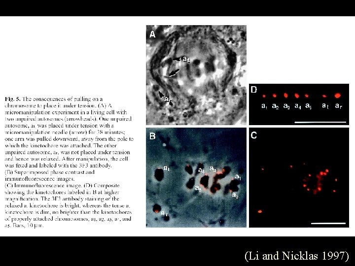 (Li and Nicklas 1997) 