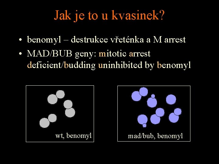 Jak je to u kvasinek? • benomyl – destrukce vřeténka a M arrest •