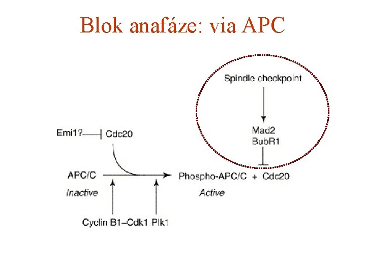 Blok anafáze: via APC 