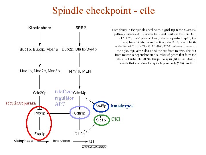 Spindle checkpoint - cíle securin/separáza telofázní regulátor APC transkripce CKI 