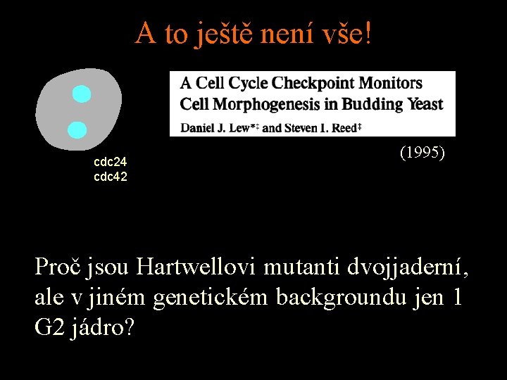 A to ještě není vše! cdc 24 cdc 42 (1995) Proč jsou Hartwellovi mutanti