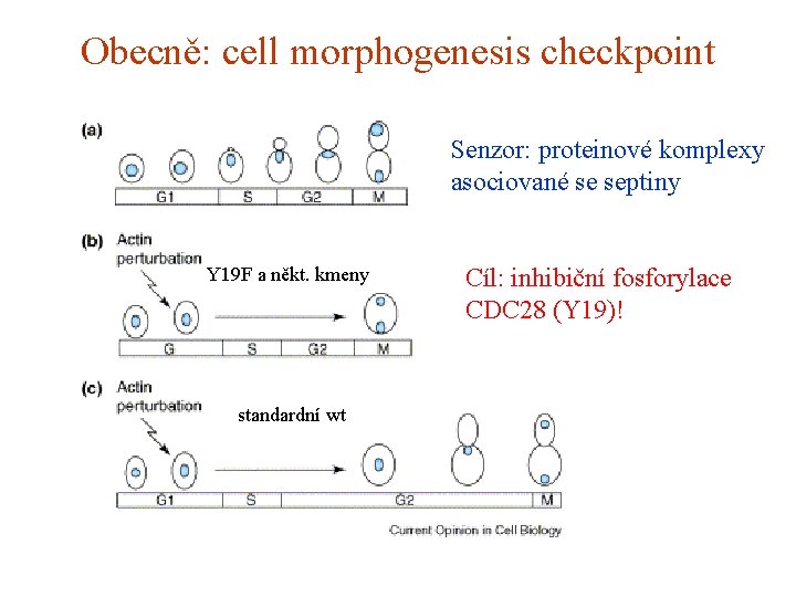 Obecně: cell morphogenesis checkpoint Senzor: proteinové komplexy asociované se septiny Y 19 F a