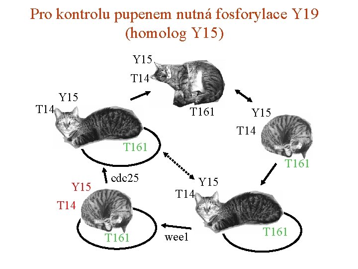 Pro kontrolu pupenem nutná fosforylace Y 19 (homolog Y 15) Y 15 T 14