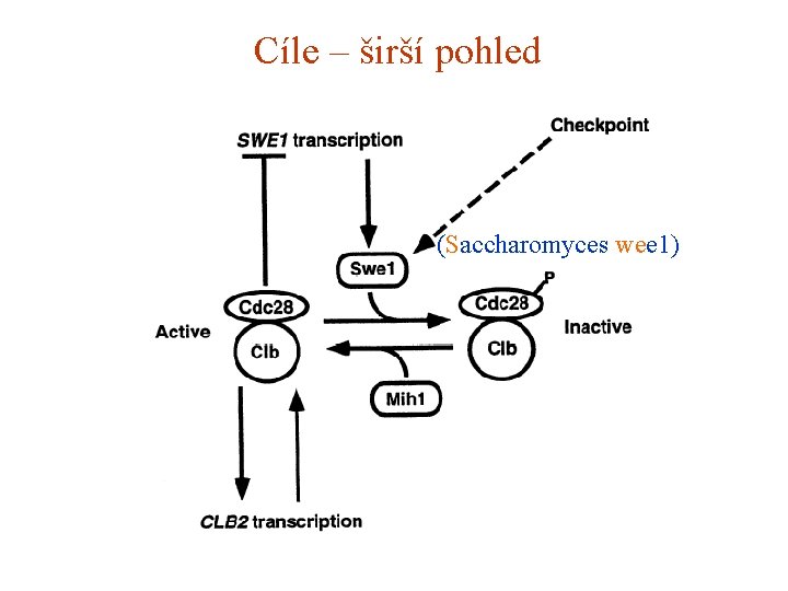 Cíle – širší pohled (Saccharomyces wee 1) 