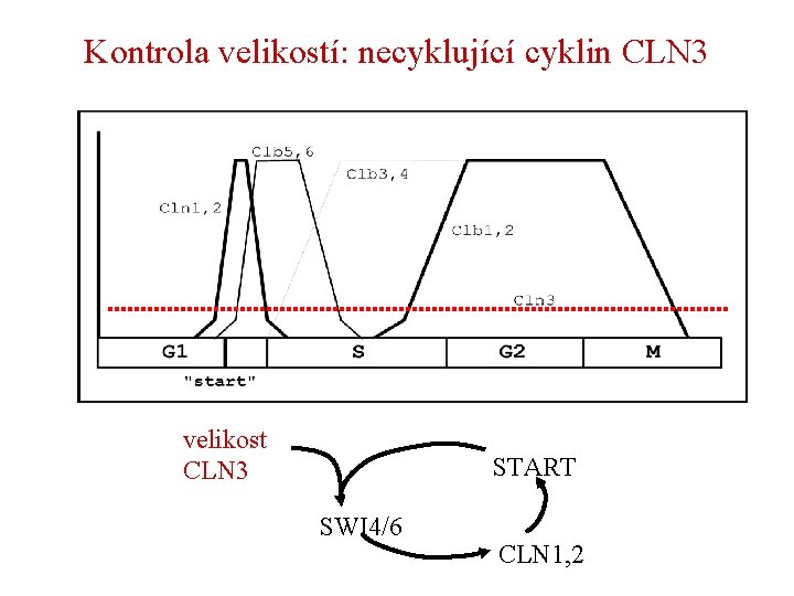 Kontrola velikostí: necyklující cyklin CLN 3 velikost CLN 3 START SWI 4/6 CLN 1,