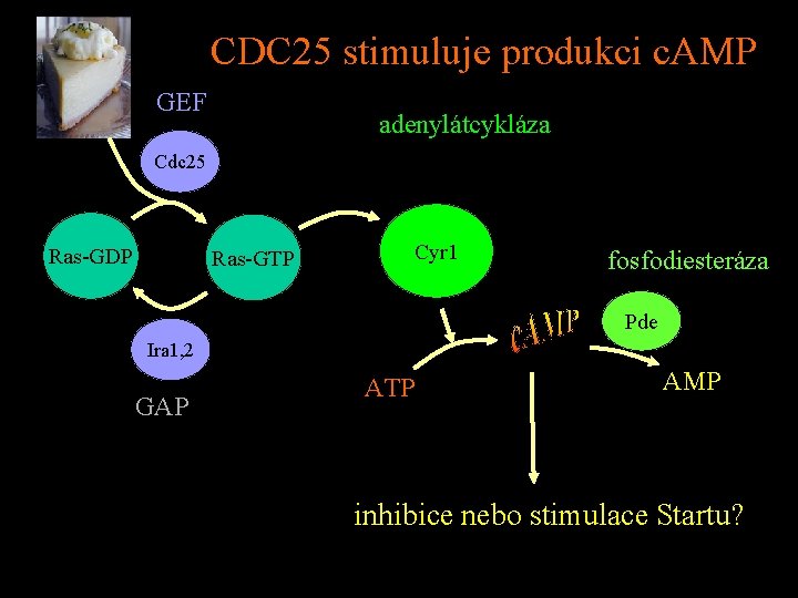 CDC 25 stimuluje produkci c. AMP GEF adenylátcykláza Cdc 25 Ras-GDP Ras-GTP Cyr 1