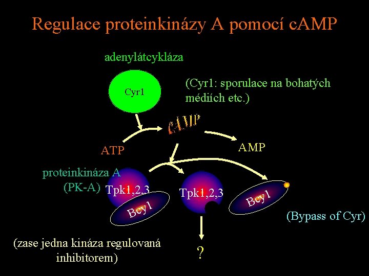 Regulace proteinkinázy A pomocí c. AMP adenylátcykláza Cyr 1 (Cyr 1: sporulace na bohatých