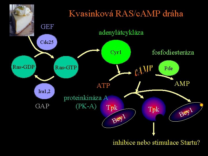 Kvasinková RAS/c. AMP dráha GEF adenylátcykláza Cdc 25 Cyr 1 Ras-GDP fosfodiesteráza Ras-GTP Ira