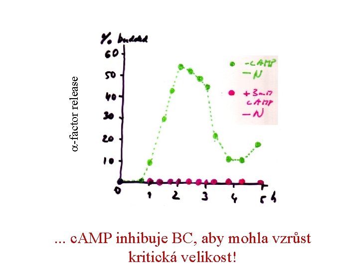 a-factor release . . . c. AMP inhibuje BC, aby mohla vzrůst kritická velikost!