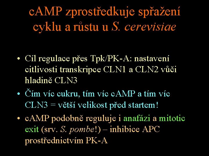 c. AMP zprostředkuje spřažení cyklu a růstu u S. cerevisiae • Cíl regulace přes