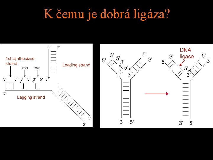 K čemu je dobrá ligáza? 