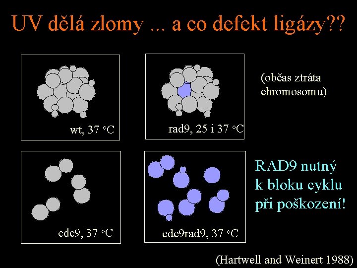 UV dělá zlomy. . . a co defekt ligázy? ? (občas ztráta chromosomu) wt,